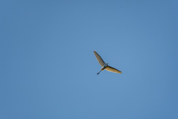 Fototapeta premium heron in flight