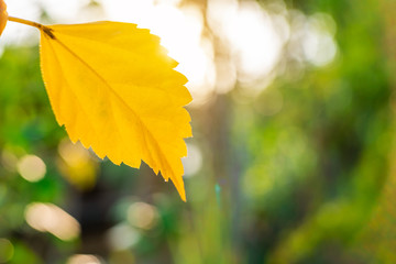 Obraz premium Yellow leaf nature with branch on light bokeh nature