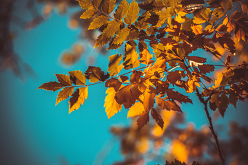 branch with autumn leaves on blue sky