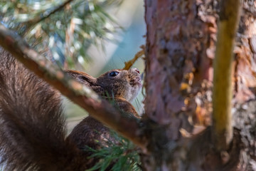 squirrel on a branch