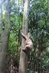 sloth in the jungle