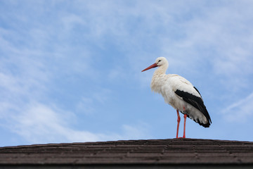 Close-up of a stork on a roof in front of a cloudy sky
