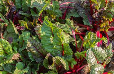 Nature as texture. Red beet leaves in the garden.