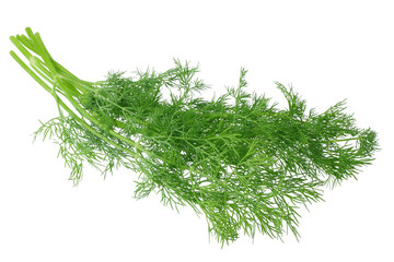 fresh bunch of dill isolated on white background