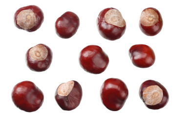 chestnuts isolated on white background. top view