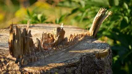 In The Woods 073