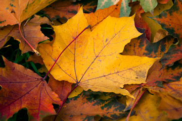 Naklejka na ściany i meble Background of colored autumnal maple leaves 