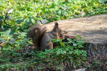 Eichhörnchen am Boden sucht nach Essen