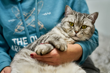 Lazy British Shorthair cat lying on a hands. Girl in a sweatshirt holds her beloved cat in her arms