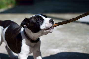 Perro