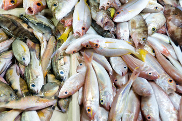 A lot of small fish for sale. Fish shop. Various fish on the counter.