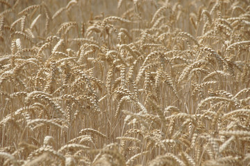 Feld mit reifem Getreide in der Sonne