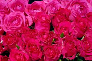 bouquet of fresh pink roses