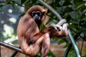 Gibbon monkey. Hanging on three. endangered species