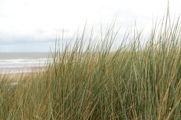 Gras am Strand von De Haan, Belgien, Europe