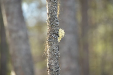 lichen on tree