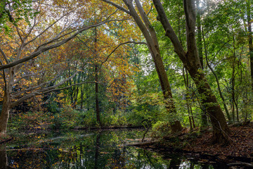 Park in autumn