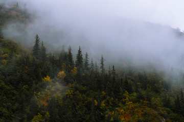 Forest and trees in dramatic fog during fall in Alaska