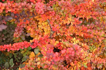 orange and red multi-colored bush leaves closeup in autumn