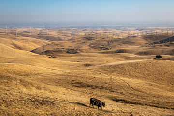 Obraz premium A Californian Wind Farm