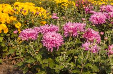 Fototapeta premium Blooming Chrysanthemum garden 