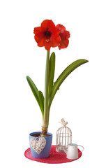 Hippeastrum in a blue pot with a decorative heart on a white background isolated