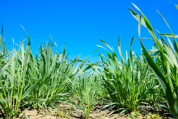 Young sprouts of wheat against the blue sky