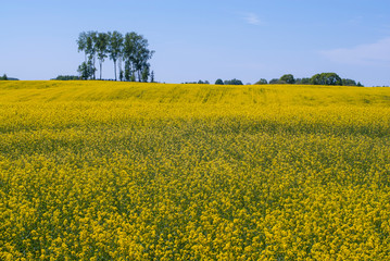 Obraz premium aroma of sun