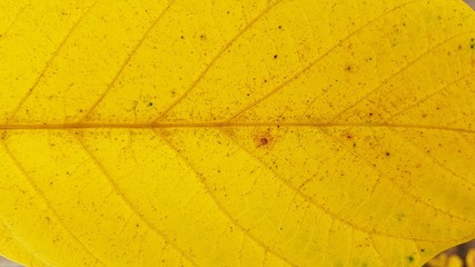 walnut leaf