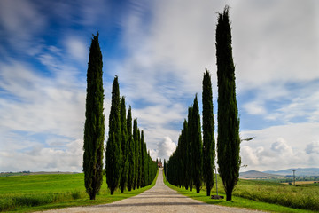 Cipressi