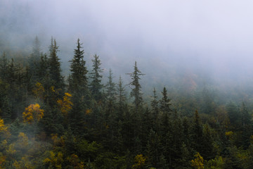 Forest and trees in dramatic fog during fall in Alaska