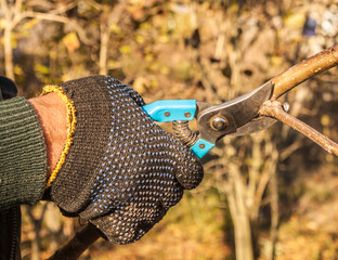 Gardener secateurs pruning a tree