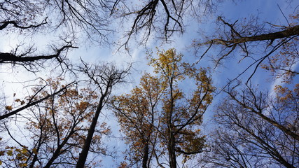 Crowns of tall trees above head in the forest against a blue sky. Low angle view. Woods background.