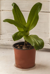 Growing Eucomis bicolor or pineapple lilies  in  a pot