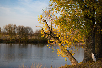 Obraz premium River bank