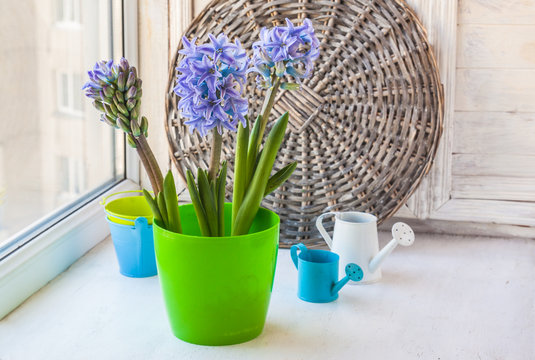 Hyacinths  bloom in the window