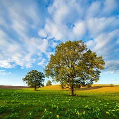 Fototapeta na wymiar Old Solitary Oak Trees in Green Field with under blue sky