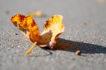 autumn orange leaf lying on the road