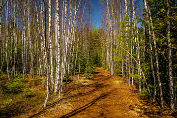 path in forest