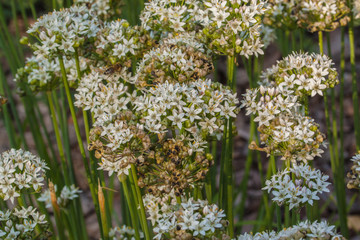 Blooming Allium ramosum, called Fragrant-flowered Garlic in garden