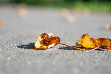 autumn orange leaf lying on the road