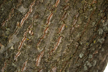 Textured old tree bark.Beautiful nature background.Eco style.