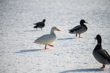 Wild duck mallard white rare mutant winter genetic mutation color