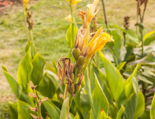 Canna fruits in autum