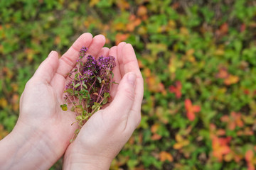Woman hold in her open palms fresh thymus oregano flowers.
