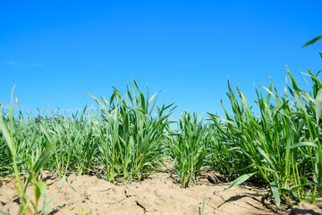 Young sprouts of wheat against the blue sky