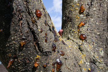 Textured old tree bark.Beautiful nature background.Eco style.