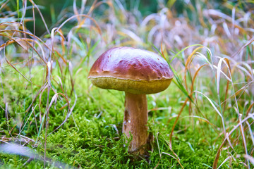  close up of mushroom on green moss                              
