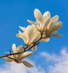 Fototapeta na wymiar Magnolia branch with white double flowers