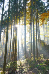 Colourful autumn forest with sun rays